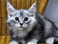 MAİNE COON DEV YAVRU KEDİLER UYGUN A VERİYORUM