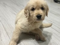 Basık burun golden retriever bebeklerim dişi