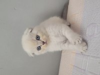 Longhair Scottish Fold Çok Uygun Bebekler