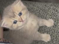 British shorthair prensesimiz yuvasını arıyor