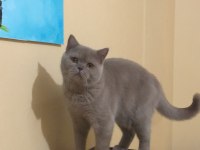 11 aylık aşıları tam british shorthair