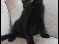 Siyah Panter Kedimiz