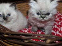 Dişi ve erkek 2 aylık british longhair