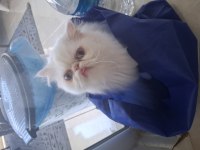 Prenses İran Kedisi Mia