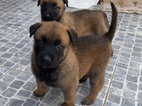 Safkan Irk Garantili belçika kurdu