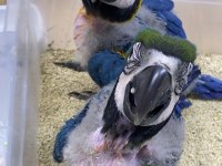BLUE GOLD MACAW BEBEK ÇİPLİ