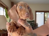 EGZOTİK MAVİ GÖZLÜ AŞILI DACHSHUND YAVRUMUZ ÇİFTLİk