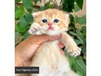 British Shorthair Yavrular