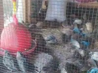 Satılık Bıldırcınlar Hepsi Sağlıklı