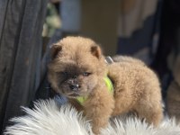 YÜKSEK KALİTE CHOW CHOW YAVRULARI