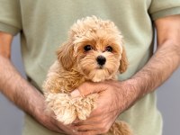 BİR BİRİNDEN GÜZEL MALTIPOO YAVRULARİMİZ