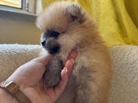 Sağlık Ve Irk Garantili Pomeranian Boo