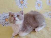 Son scottish fold yavrular