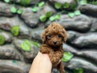 10 Ağustos doğumlu kore kan poodle yavrular