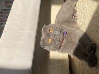 Yakışıklı scottish fold oğluma sıcak yuva