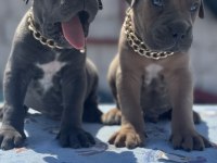 Cane Corso yavrular