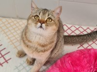Golden British Shorthair