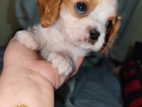 2 aylık safkan cavalier king charles yavrularım