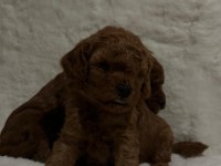 Toy poodle dişi erkek