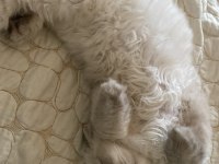 British longhair erkek