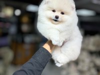 Gülen yüz pomeranian boo