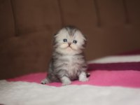 Üst kaliteli dişi Scottish Fold