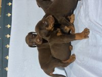 Doberman Red