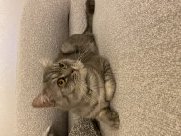 Erkek 1 yaşında British shorthair