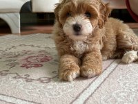 A kaliteli maltipoo bebekler
