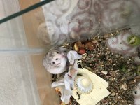 Çok Tatlı Hamster Evinizin Yeni Dostu