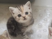 British shorthair erkek yavru