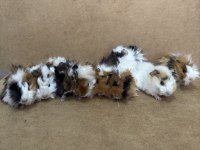 Guinea Pig Yavrularımız Gün İçi Gönderim Sağlanmakta