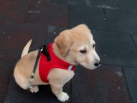 Labrador dora ömürlük yuvasını arıyor