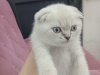Scottish Fold Blue Point
