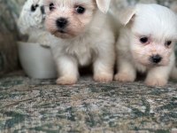 Tea cup maltese bebekler