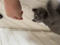 Sağlıklı orjinal yuvarlak kafa kedimiz