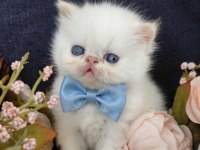 Sıfır burun exotic shorthair beyaz meleklerim