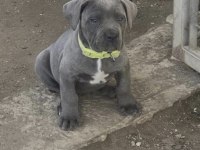 Cane Corso Köpeği