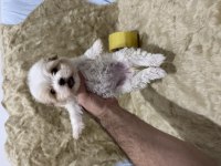 Orijinal Maltipoo Yavruları