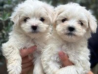 Kar Beyazı Terrier Yavrularımız