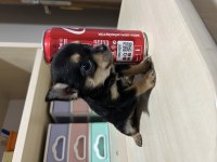 Kilogram Garantili Dişi Yavrumuz Chihuahua