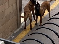 KÖPEKLER ÇOK ACİL SAHİPLENDİRİLMESİ GEREKİYOR