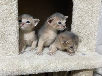 Safkan Habeş Bebekleri - Özel Renk Blue