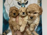 A KALİTE TOY POODLE