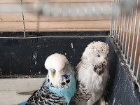 Show jumbo eşli erkek uysal muhabbet kuşumuz