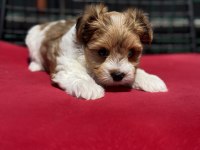 Tea cup morkie yavrular petmode den