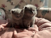 British shorthair yavrularımız yeni yuvasını arıyor