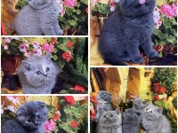 A kalite british shorthair ve scottish fold bebekler