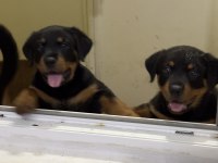 Saf kan rottweiler yavrularımız