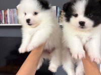 Pomeranian Spitz 5 Haftalık